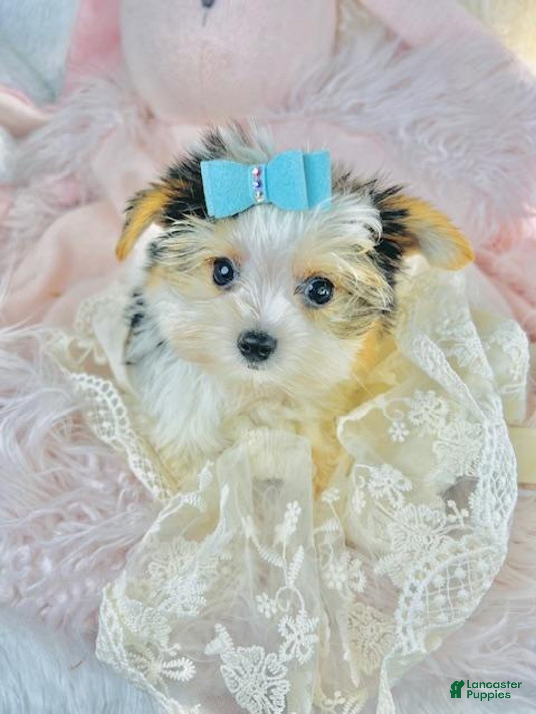 Yorkshire Terrier dogs for sale: Yorkshire Terrier Puppy 1 - Ad 3