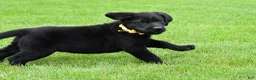 Labrador Retriever dogs for sale: Wyatt - Ad 4