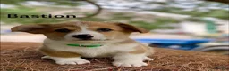 Welsh Corgi Pembroke dogs for sale: Bastion - Ad 1