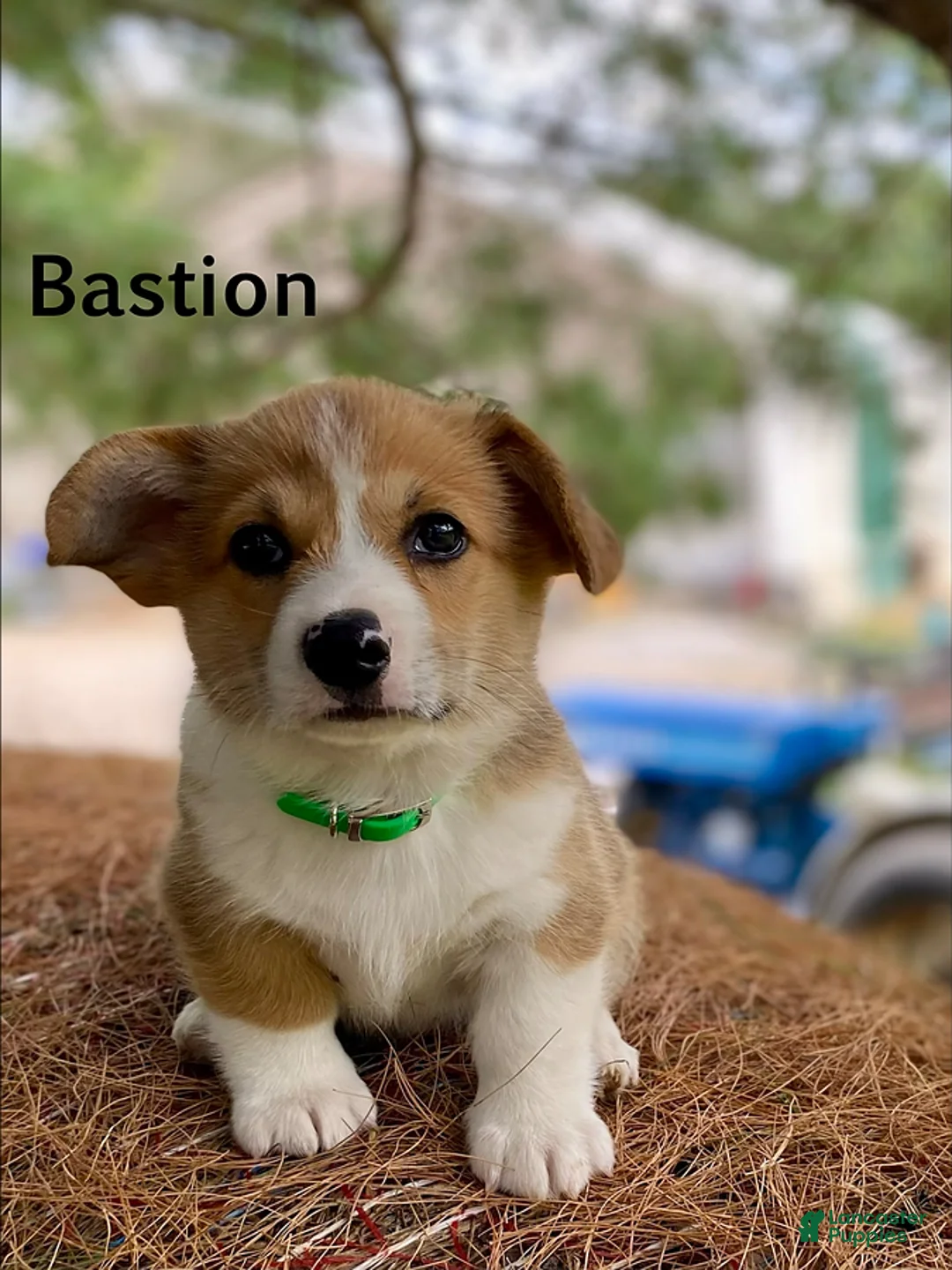 Welsh Corgi Pembroke dogs for sale: Bastion - Ad 1