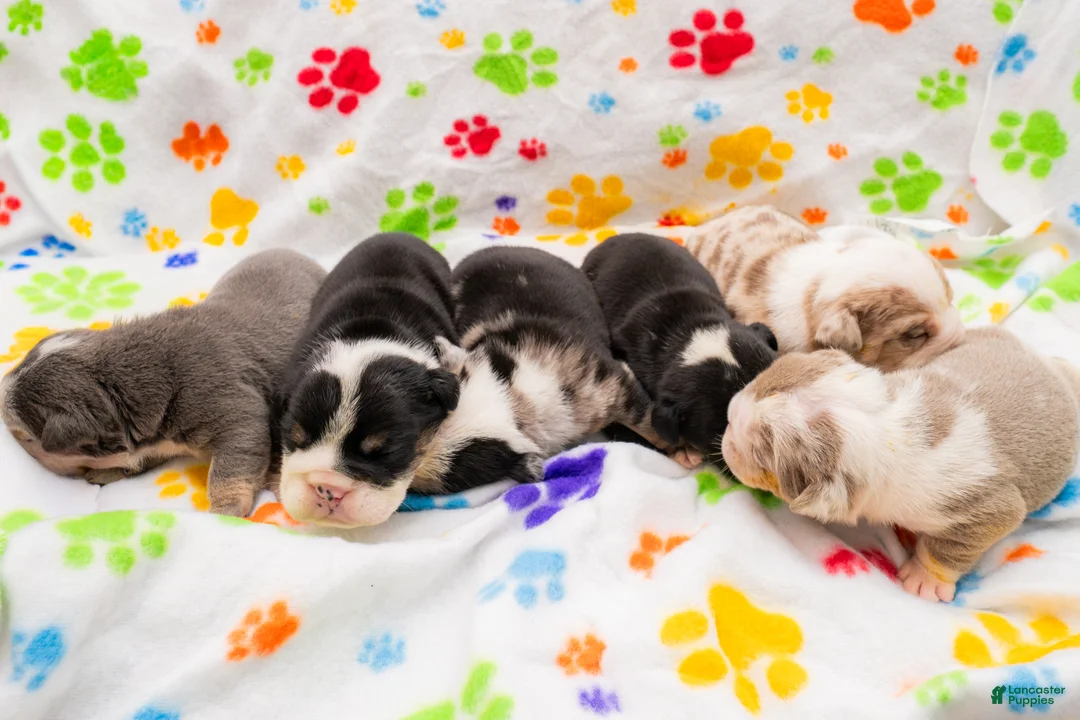 English Bulldog dogs for sale: English Bulldog 4 - Ad 1