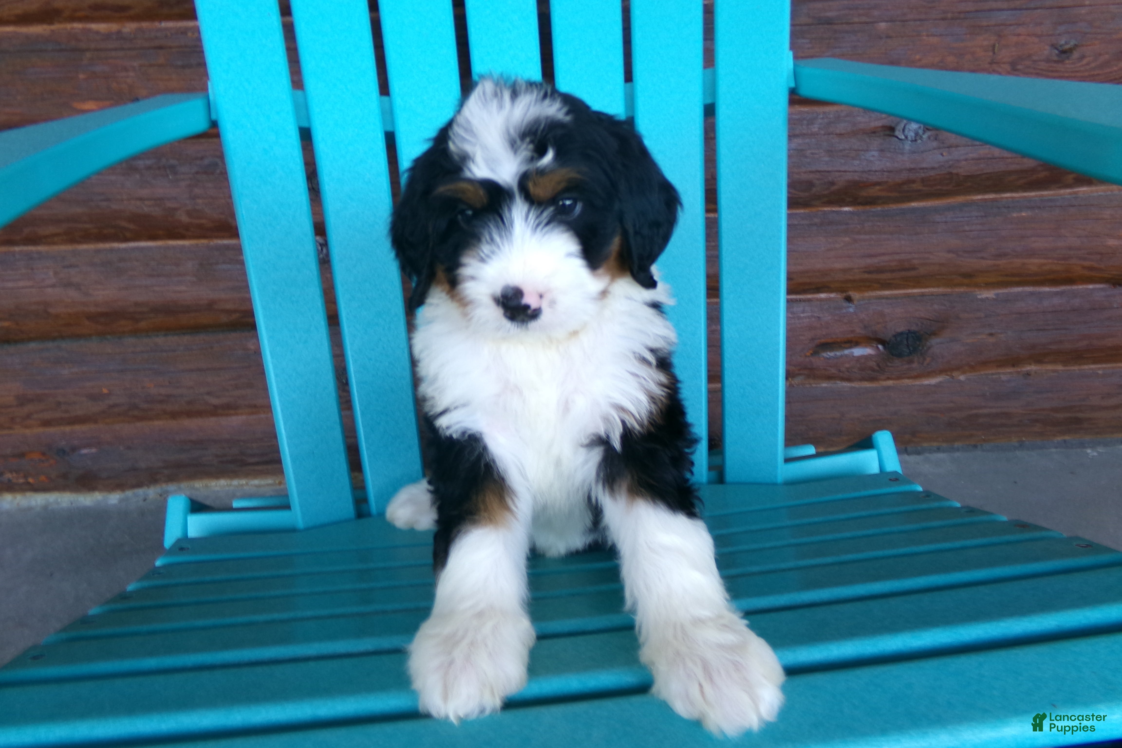 Mini Bernedoodle dogs Bryson - Ad 2