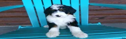 Mini Bernedoodle dogs for sale: Bryson - Ad 2