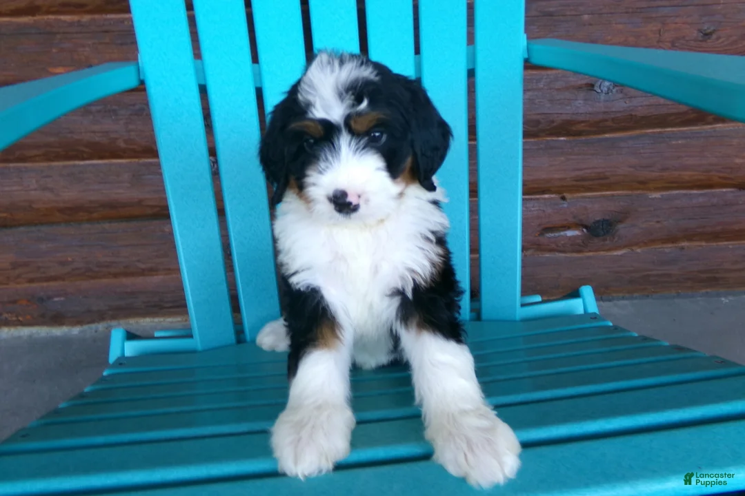 Mini Bernedoodle dogs for sale: Bryson - Ad 2