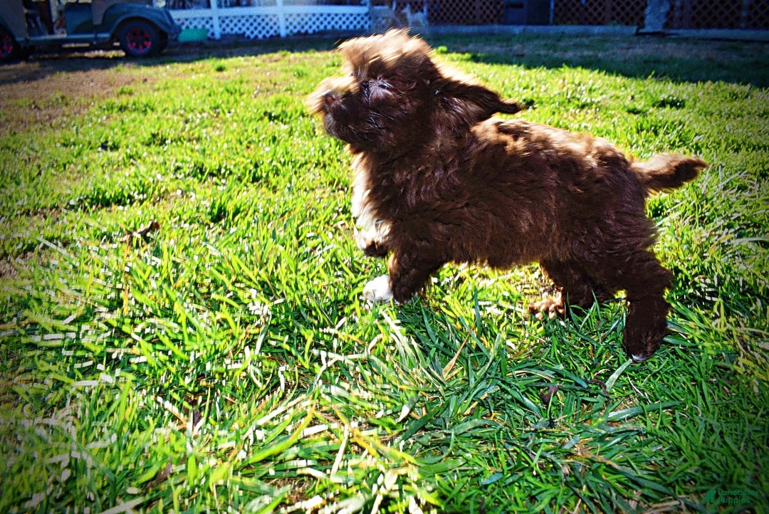 Havapoo dogs for sale: Sassy - Ad 13