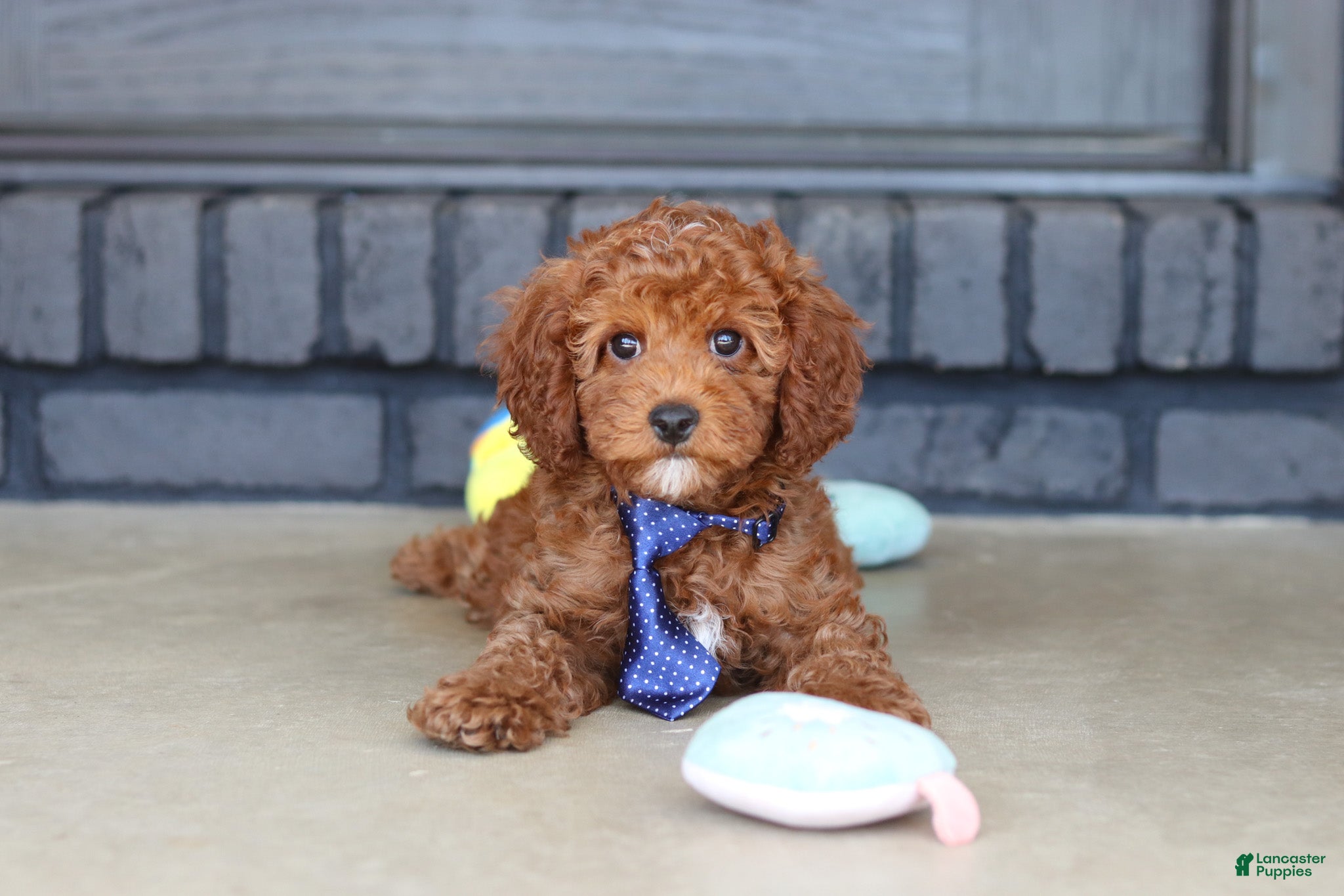 Cavapoo dogs Bear - Ad 1