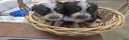 Miniature Australian Shepherd dogs for sale: Miniature Australian Shepherd 1 - Ad 6