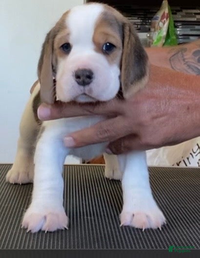 Beagle dogs Beagle 1 - Ad 2