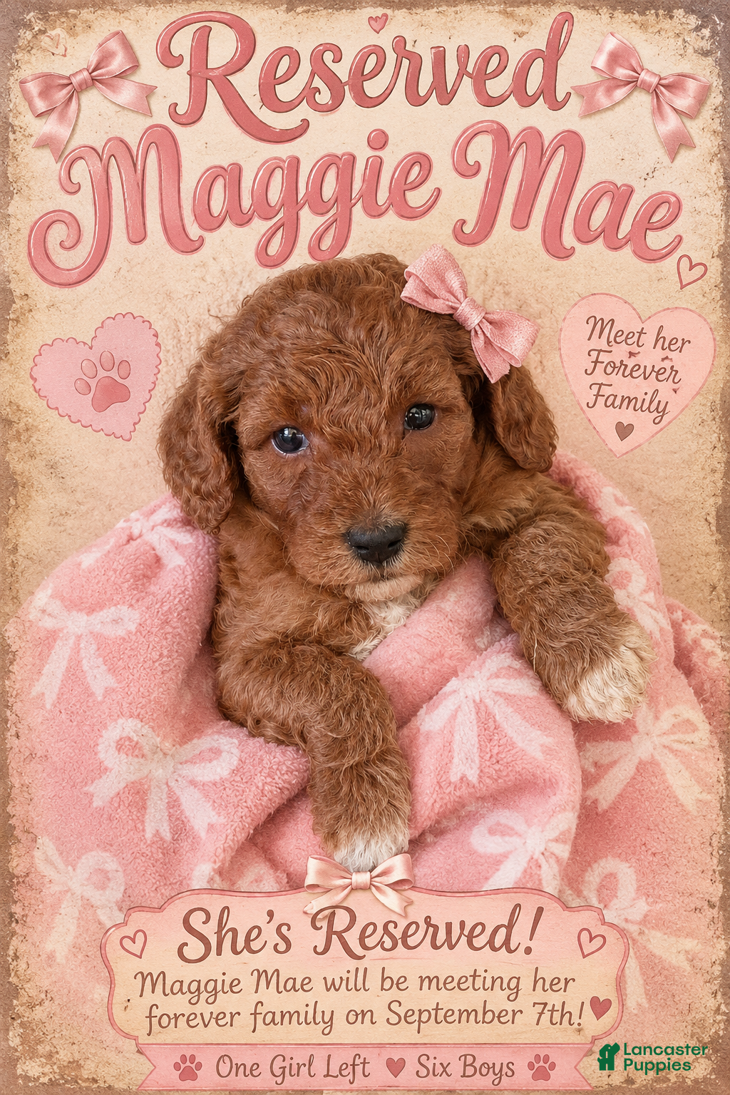 Mini Goldendoodle dogs Maggie Mae  - Ad 35