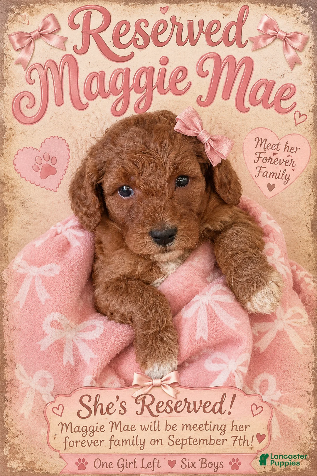 Mini Goldendoodle dogs for sale: Maggie Mae  - Ad 1