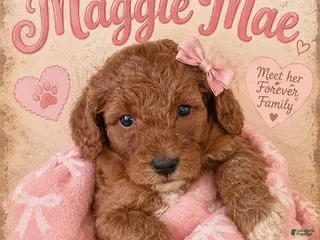 Mini Goldendoodle dogs Maggie Mae - Ad 35