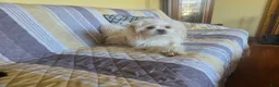 Mixed Breed dogs for sale: Mixed Breed Puppy 2 - Ad 5