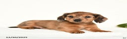 Miniature Dachshund dogs for sale: Chance - Ad 3