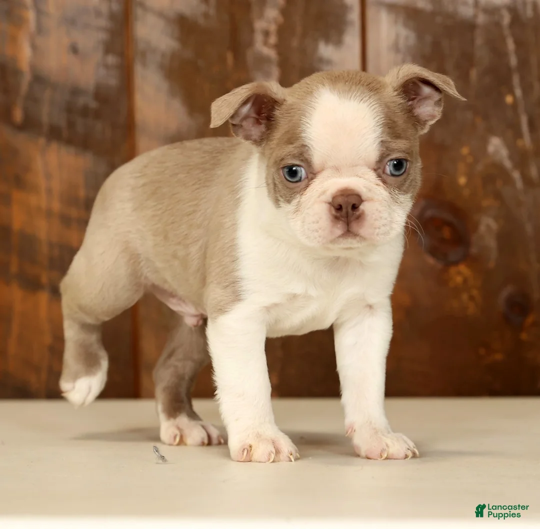 Boston Terrier dogs for sale: Rover - Ad 6