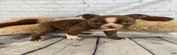 Boston Terrier dogs for sale: Max - Ad 6
