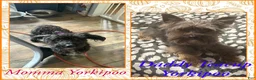 Yorkiepoo dogs for sale: Yorkiepoo 2 - Ad 6