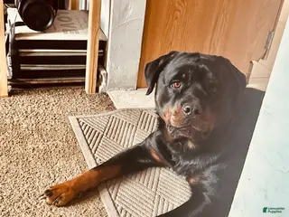 Rottweiler dogs Rottweiler Puppy 10 - Ad 12