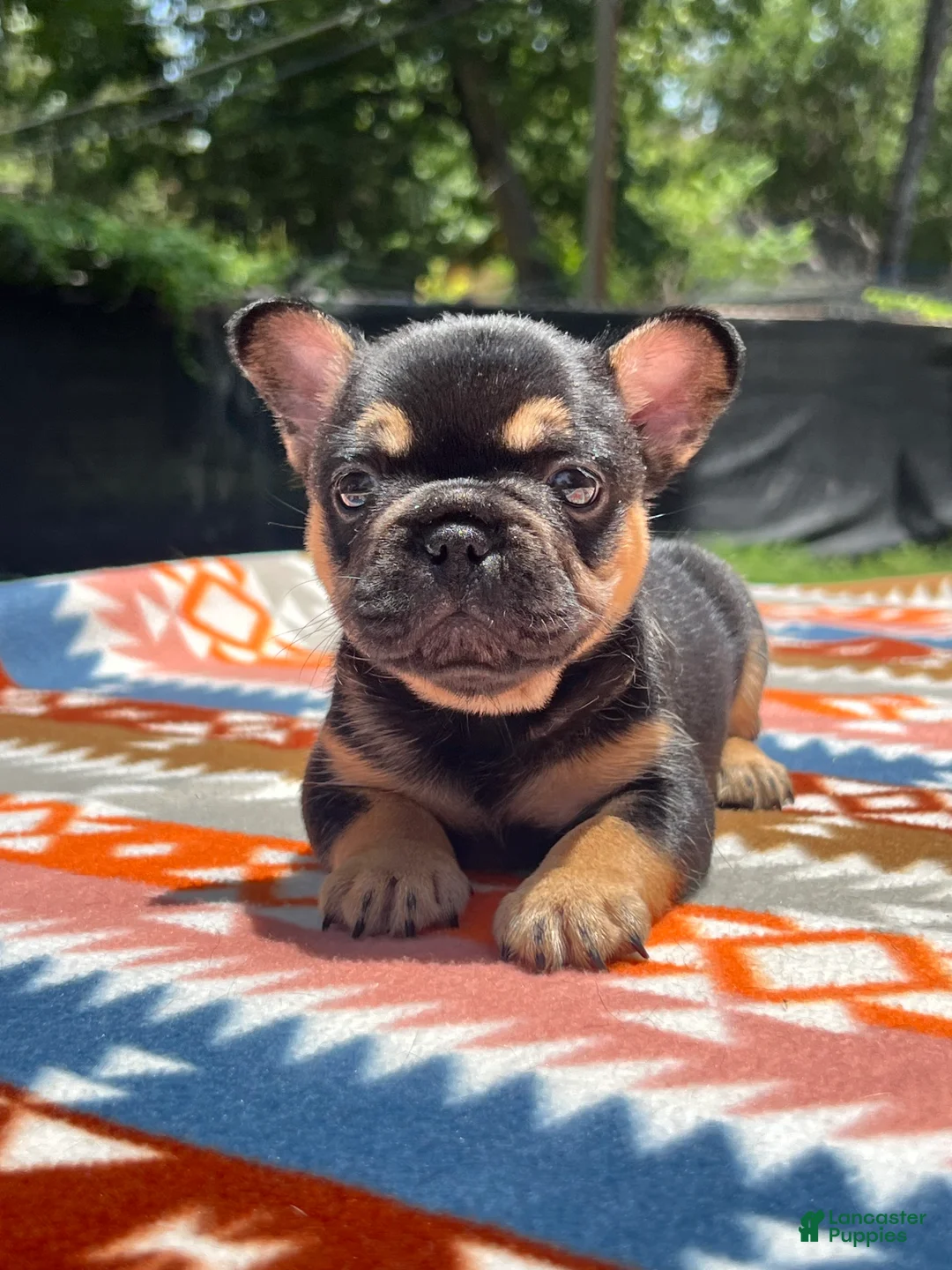 French Bulldog dogs for sale: Luna - Ad 1