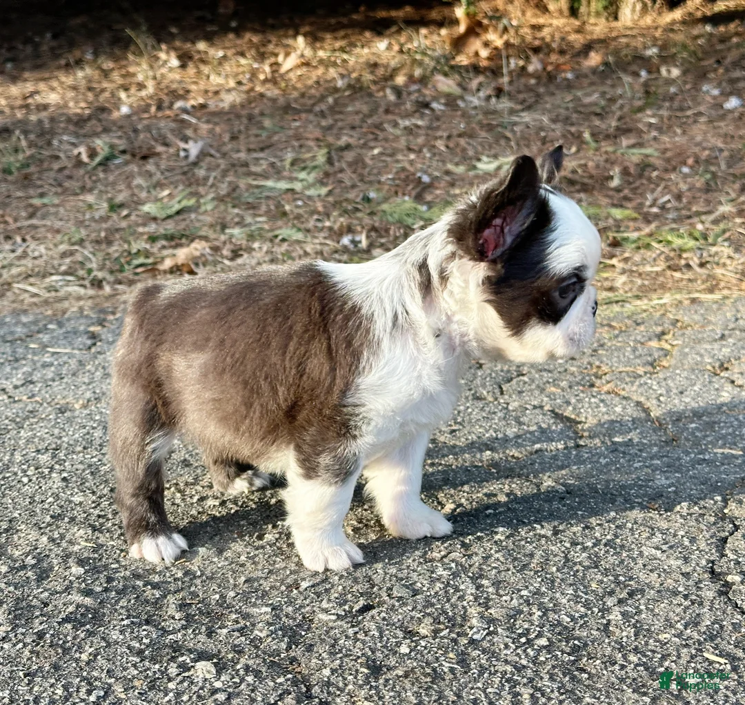 French Bulldog dogs for sale: Karina-Full Fluffy Panda Husky - Ad 2