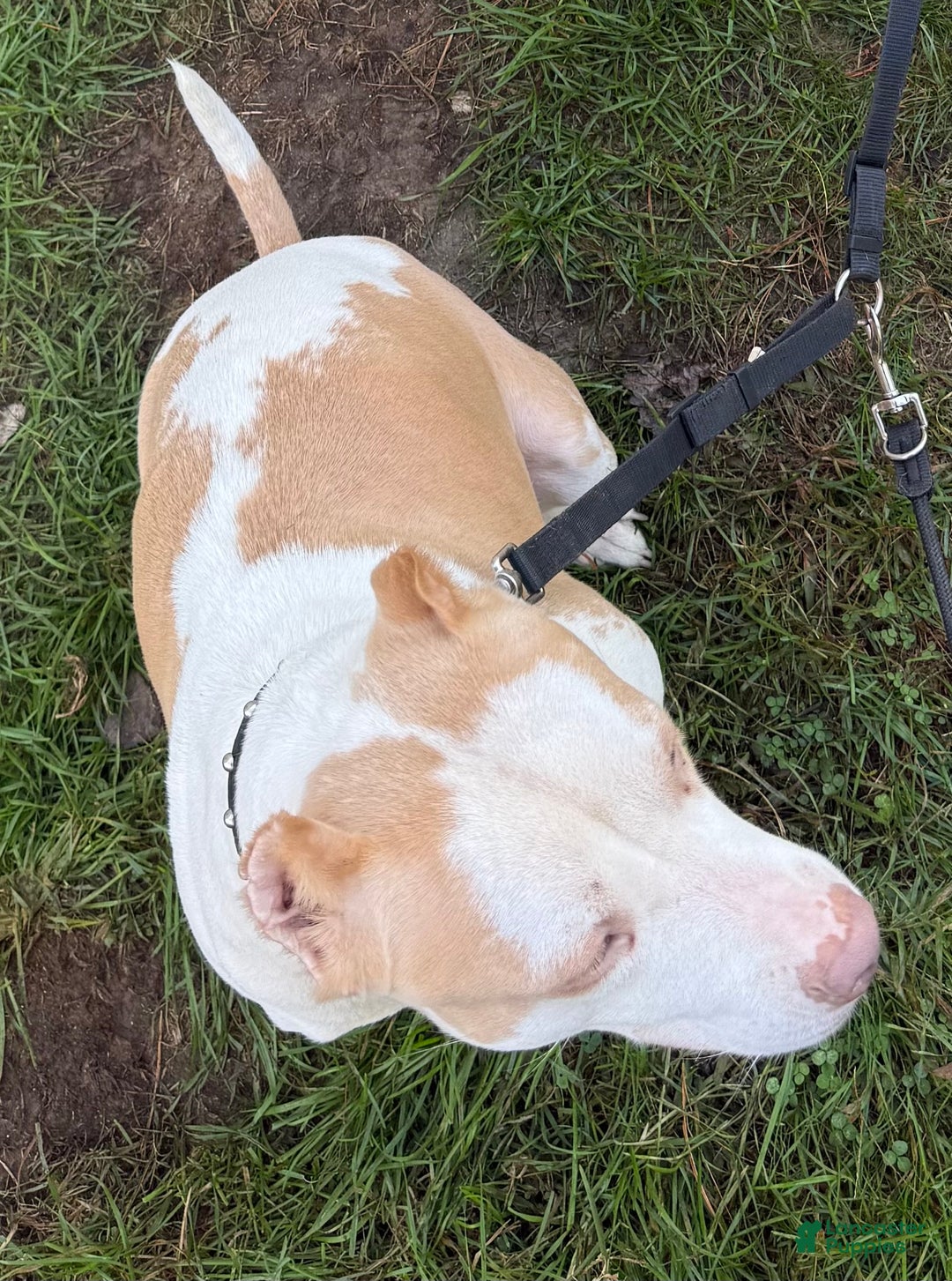 American Bully dogs for sale: Teddy - Ad 9