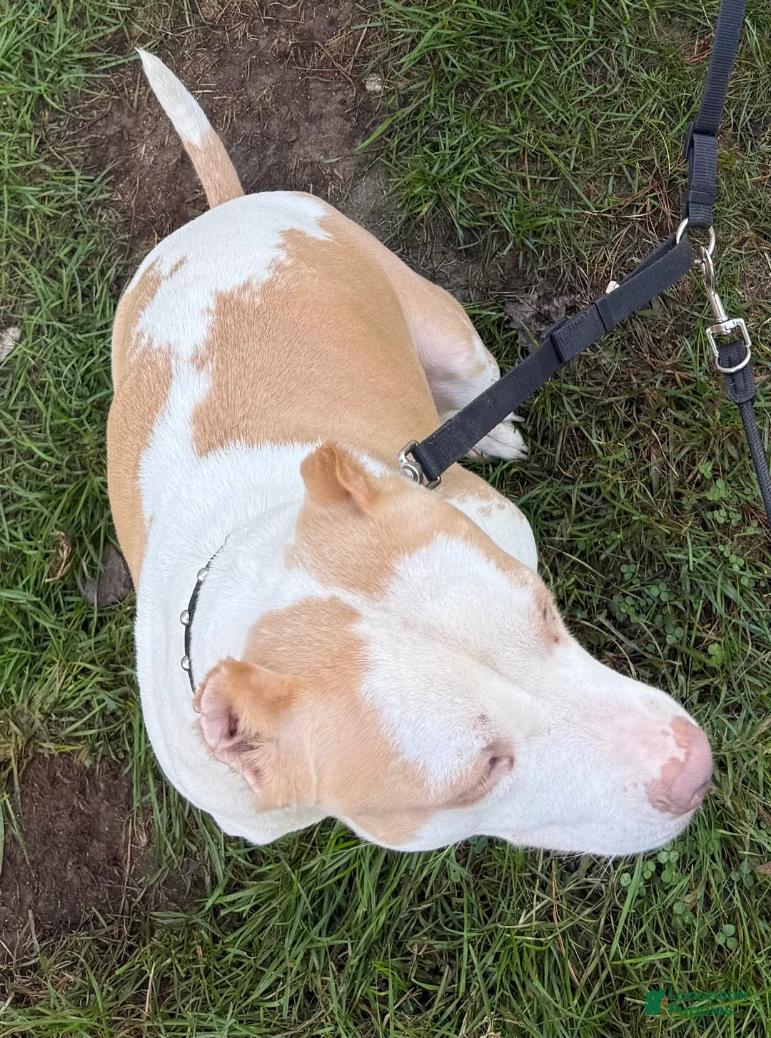 American Bully dogs for sale: Marshmallow  - Ad 10