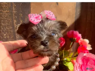 Yorkshire Terrier dogs for sale: Yorkshire Terrier Puppy 6 - Ad 1