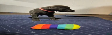 Doberman Pinscher 4