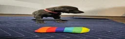 Doberman Pinscher dogs for sale: Doberman Pinscher 4 - Ad 1
