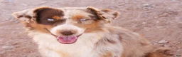 Australian Shepherd dogs for sale: Red merle male with one blue eye - Ad 7