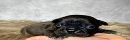 Frenchton dogs for sale: Mr. Murphy  - Ad 6