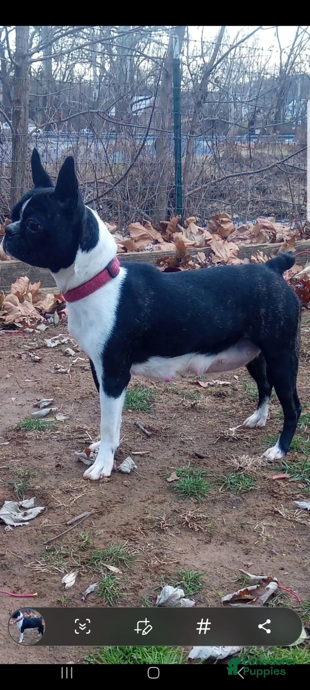 Boston Terrier dogs for sale: Pansy - Ad 4