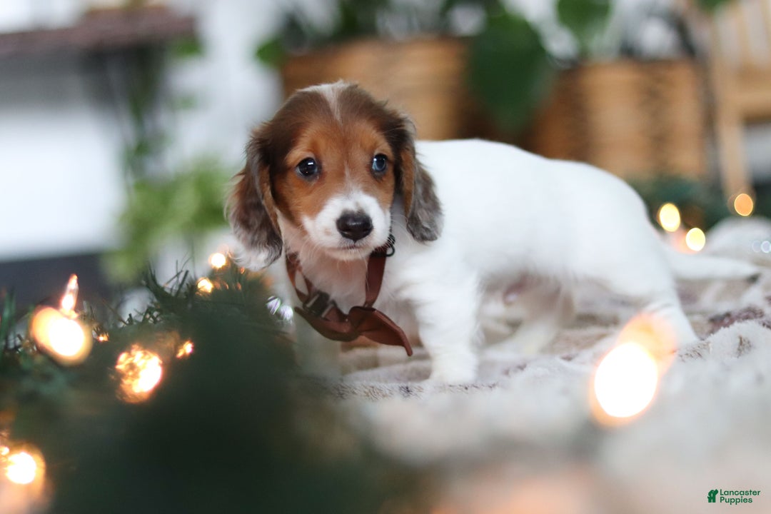 Miniature Dachshund dogs for sale: Theo - Ad 14