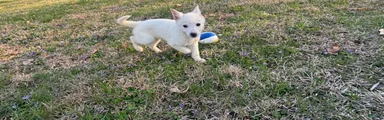 German Shepherd Puppy 1