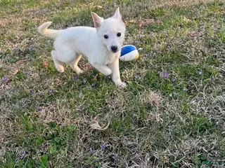German Shepherd dogs for sale: German Shepherd Puppy 1 - Ad 1
