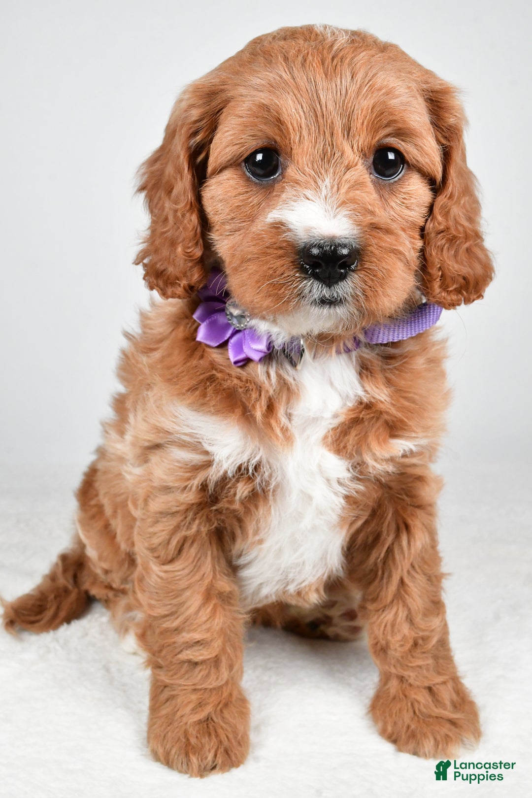 Cavapoo dogs for sale: Abigail - Ad 5