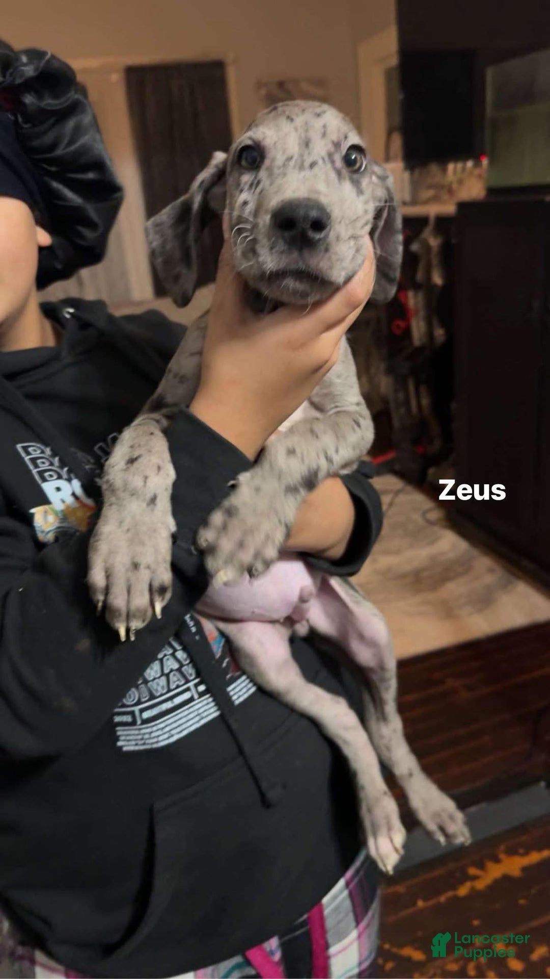 Great Dane dogs for sale: Maximus  - Ad 5