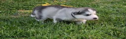 Alaskan Malamute dogs for sale: Tucker - Ad 3