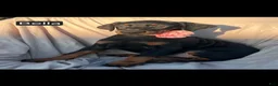 Doberman Pinscher dogs for sale: Bella WEEKEND SPECIAL $250 OFF! - Ad 3