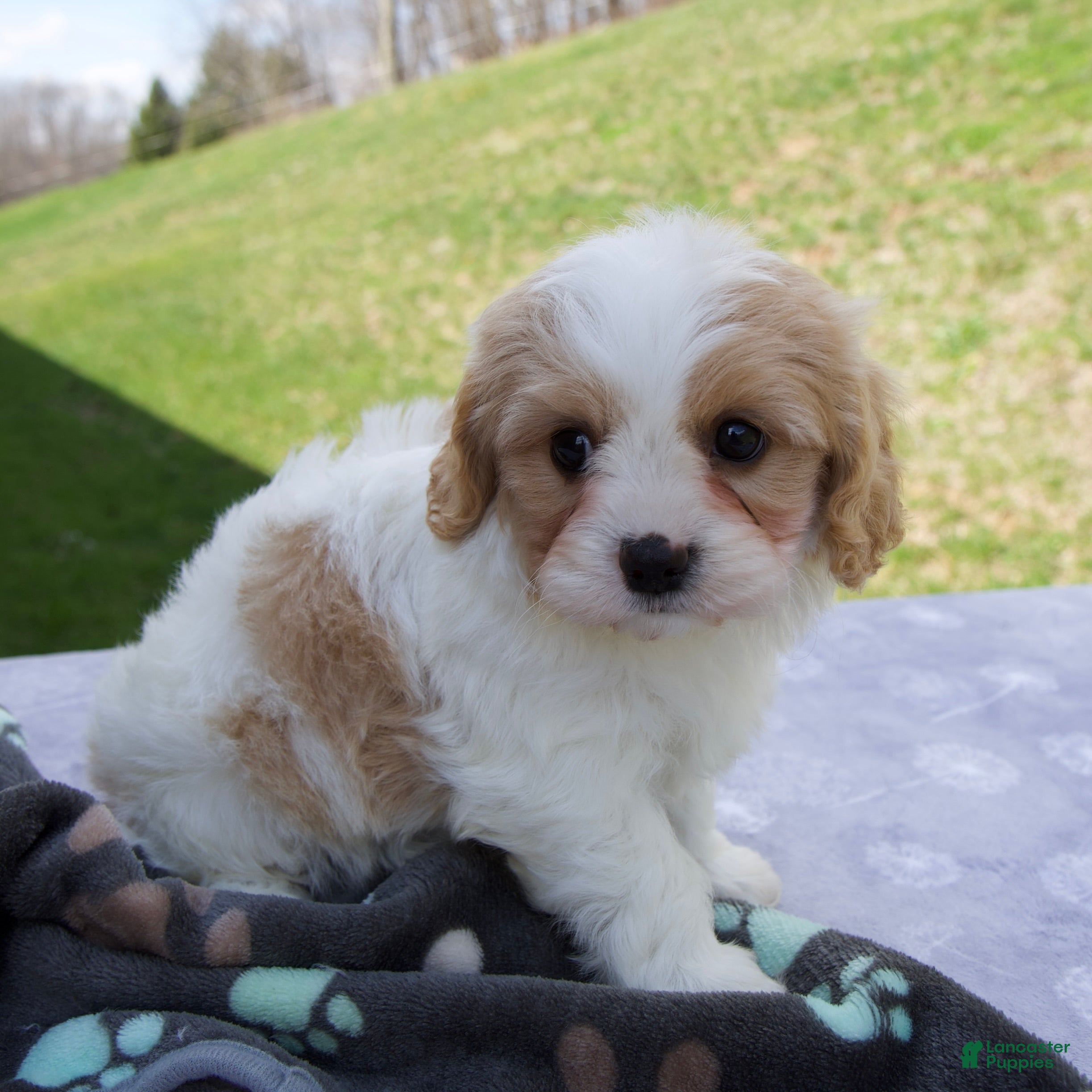 Cavapoo dogs Blake - Ad 2