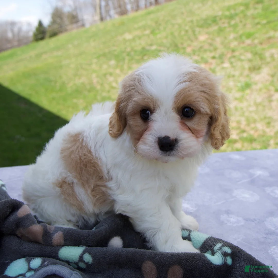 Cavapoo dogs for sale: Blake - Ad 2