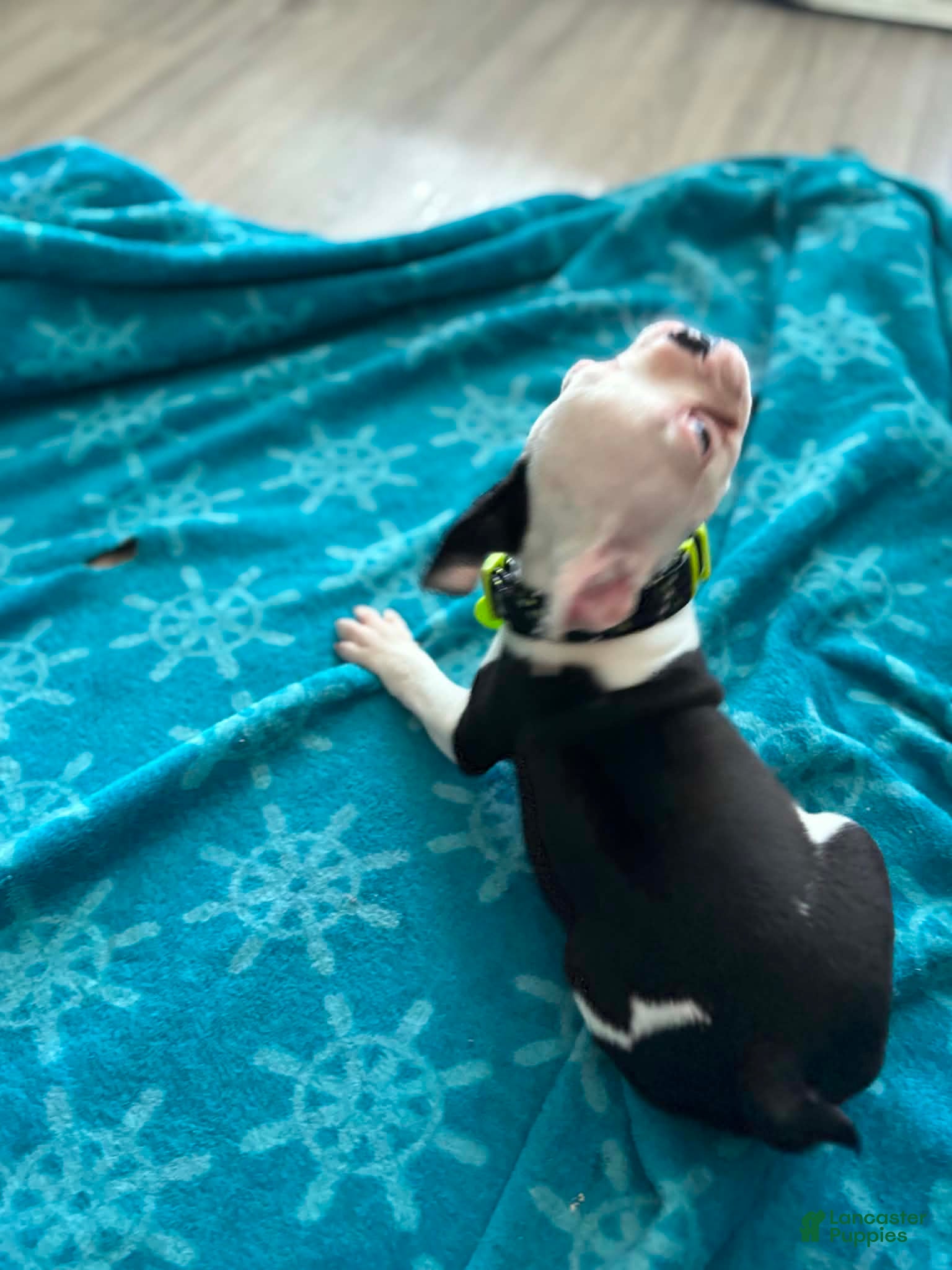 Boston Terrier dogs Boston Terrier Puppy 1 - Ad 2