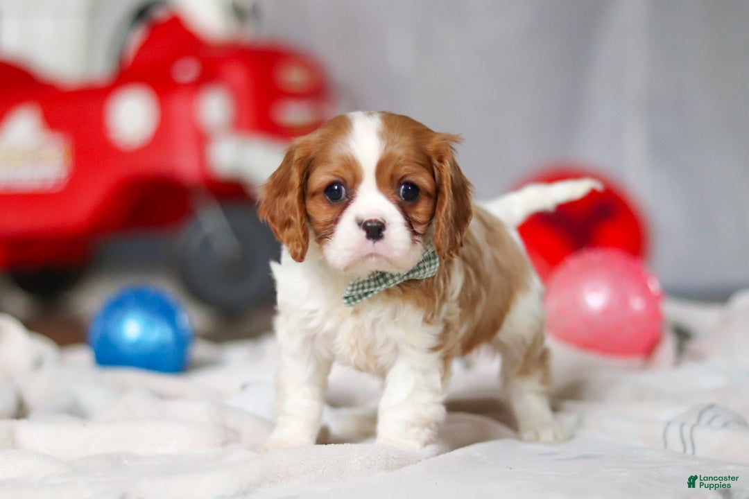 Cavalier King Charles Spaniel dogs for sale: Ace - Ad 6