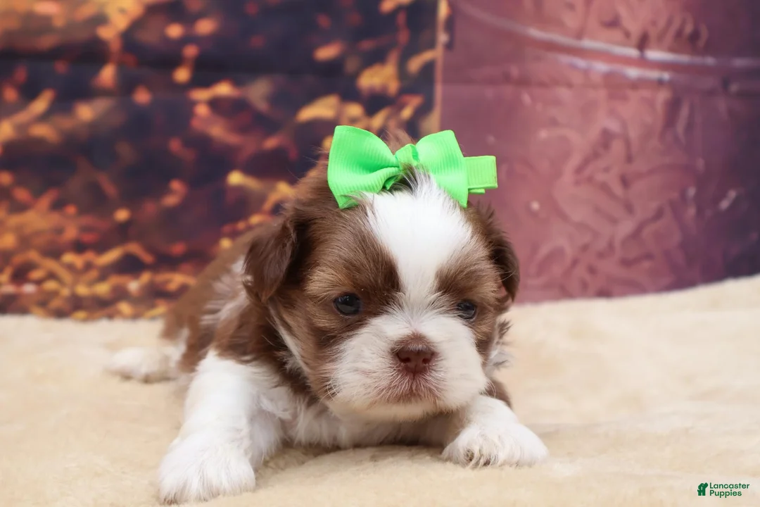 Shih Tzu dogs for sale: Tucker - Ad 2