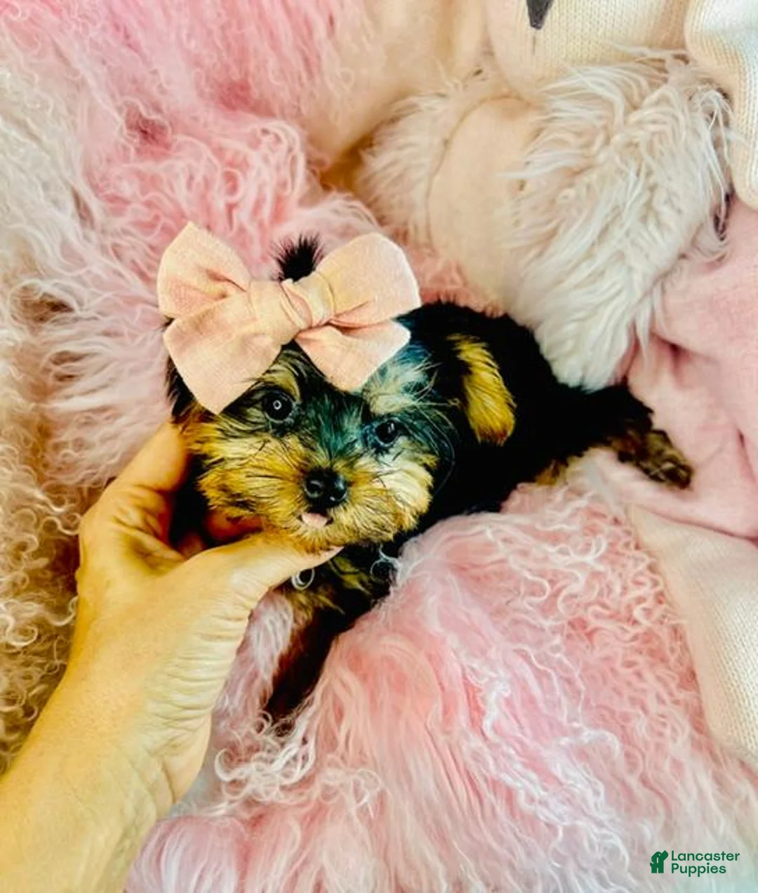 Yorkshire Terrier dogs for sale: Teacup/Pocketbook Yorkshire Terrier  - Ad 3