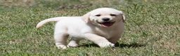 Labrador Retriever dogs for sale: Kobe - Ad 4