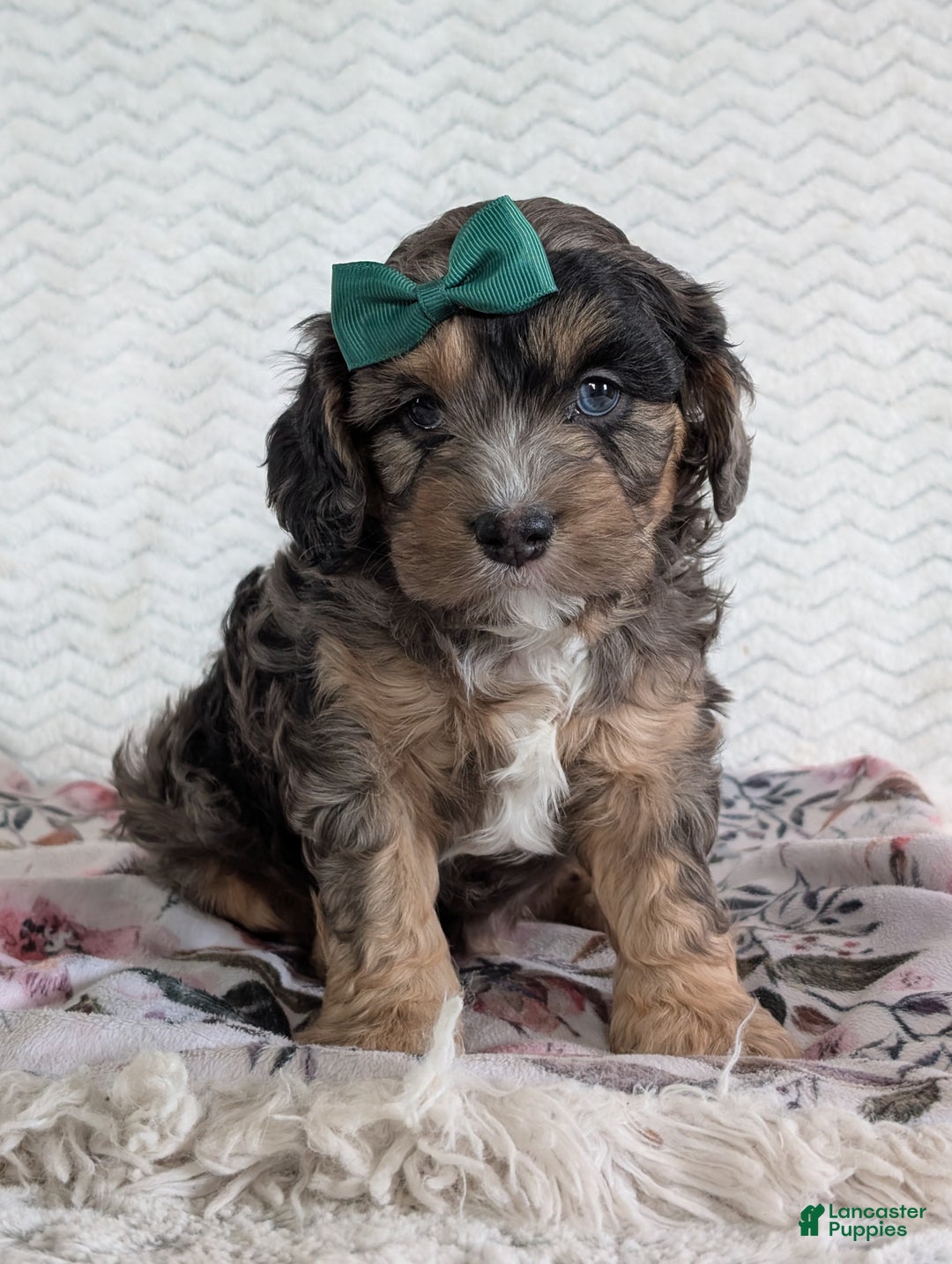 Cavapoo dogs for sale: Charlie  - Ad 12