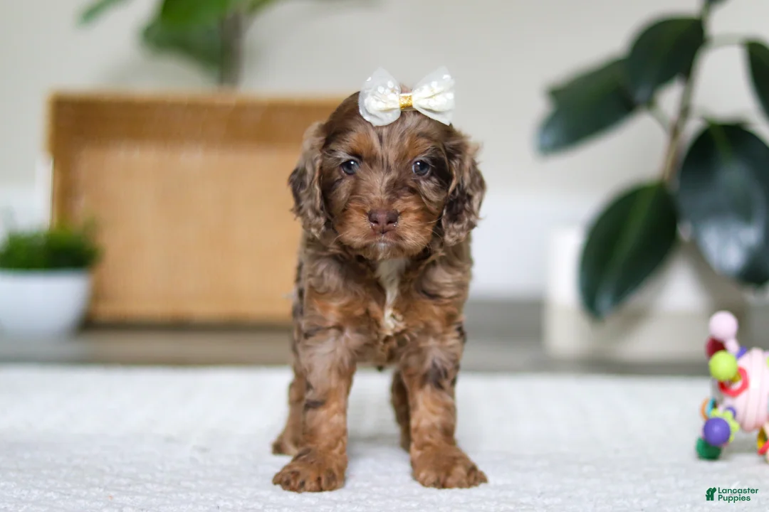 Cockapoo dogs for sale: Ellie - Ad 4