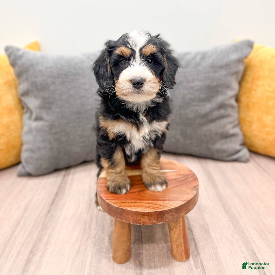 Mini Bernedoodle dogs for sale: Skye - Ad 8