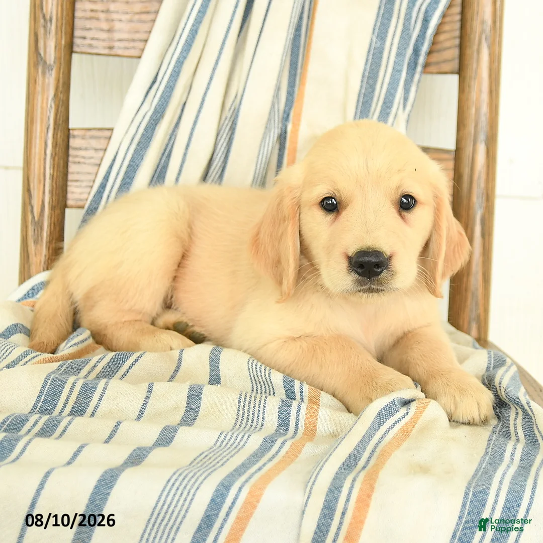 Golden Retriever dogs for sale: Jake - Ad 2