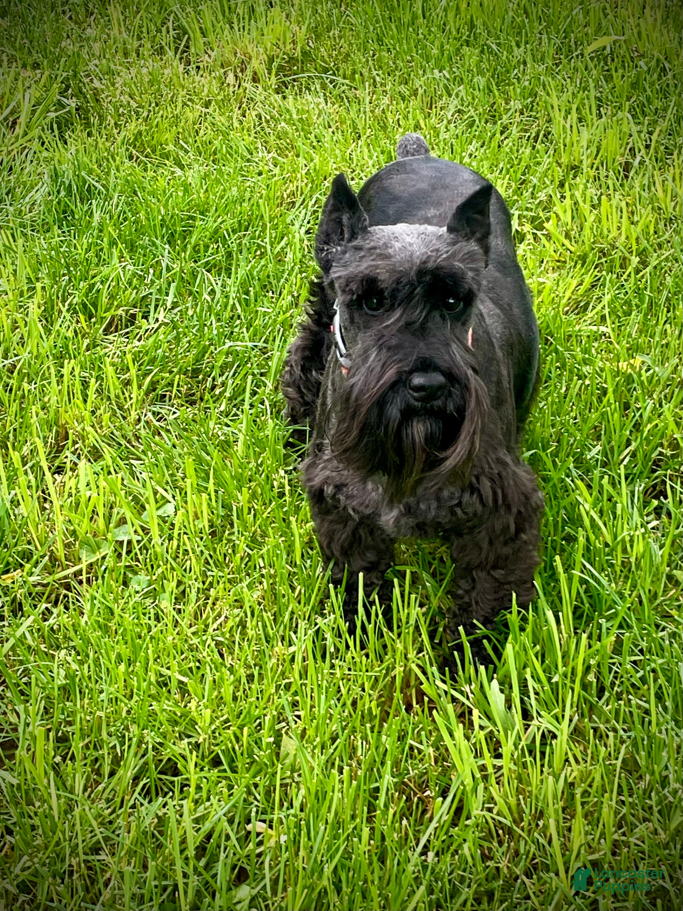 Miniature Schnauzer dogs Miniature Schnauzer Puppy 3 - Ad 2